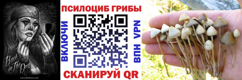 где купить наркотик Дегтярск Галлюциногенные грибы Cubensis